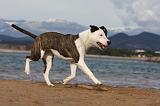 AMSTAFF ADULT 274